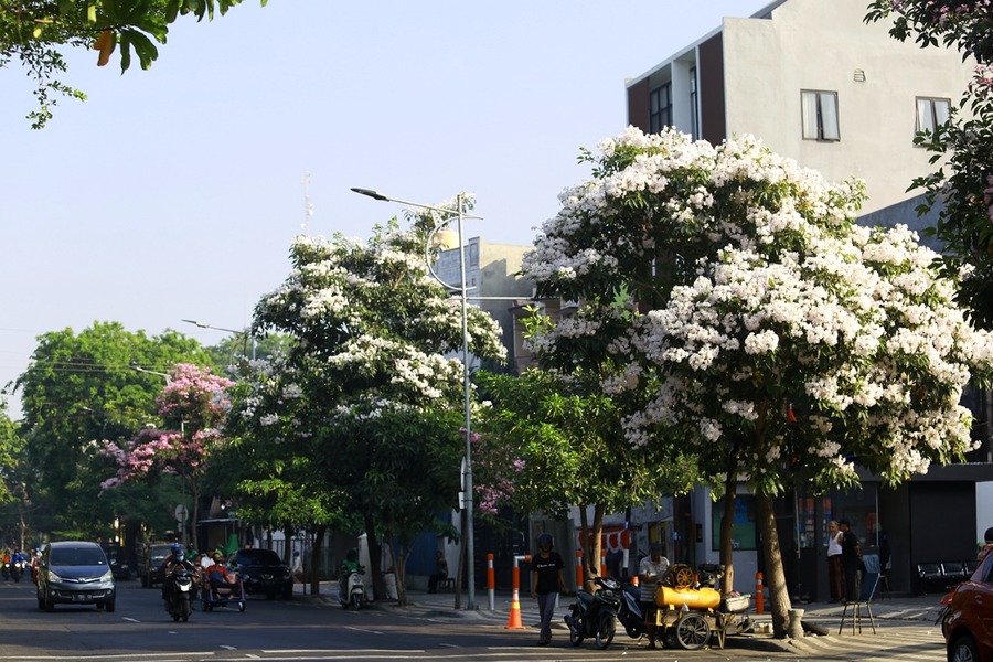 Bunga Tabebuya Mekar, Jalanan Surabaya Mirip Tokyo - Jatimpedia