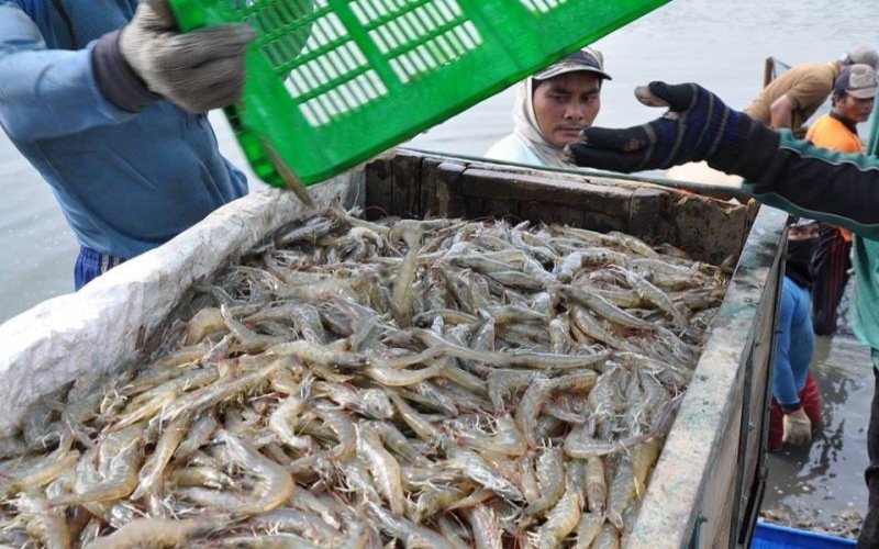 KKP Target Produksi Udang 2 Juta Ton Tahun Ini