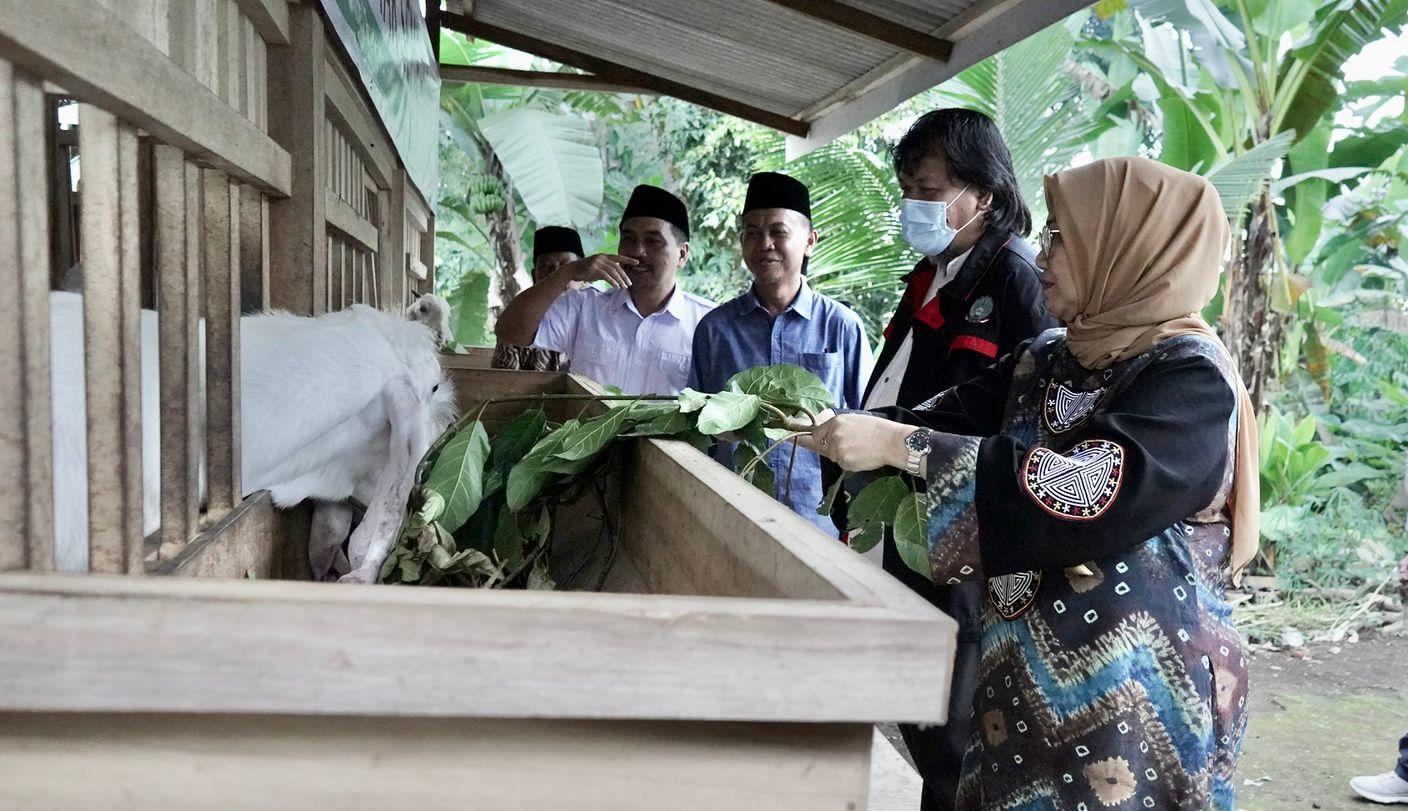 Ternak Kambing Senduro Miliki Potensi Bisnis Menjanjikan