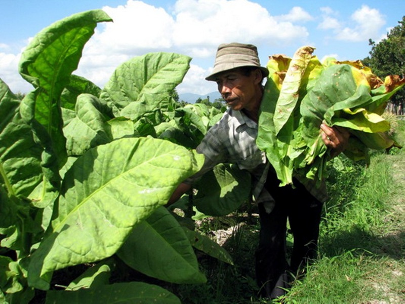 Panen Tembakau Berkualitas, Petani Jember Tersenyum Karena Ini