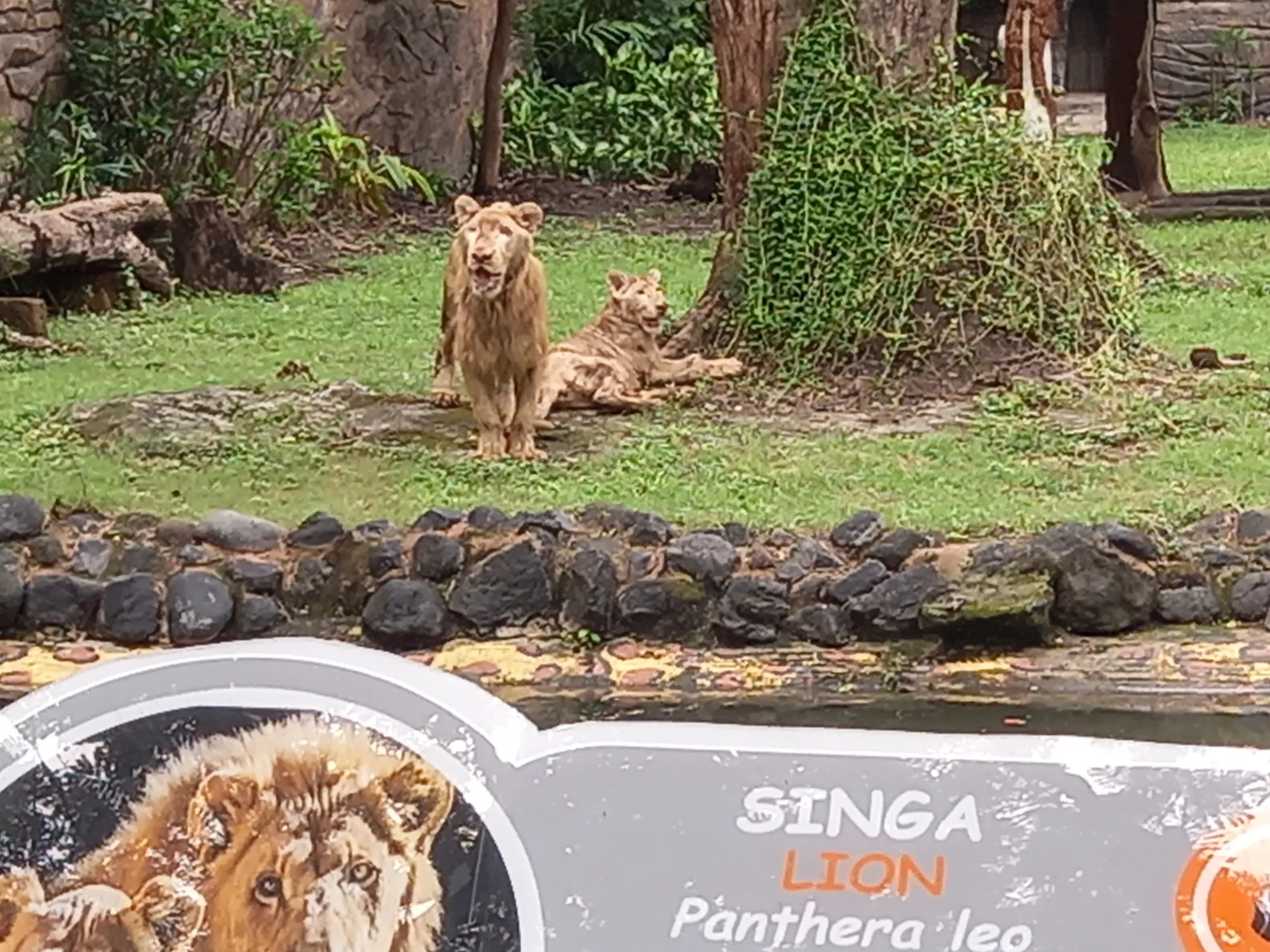 Zeus dan Kiara, Sepasang Singa Muda Penghuni Baru KBS Surabaya