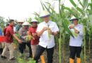 Dukung Ketahanan Pangan, Lapas Kelas I Surabaya Panen 2 Ton Jagung